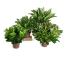 Peperomia Plant