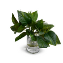 Pothos in Glass Vase
