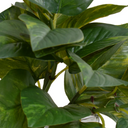 Pothos in Glass Vase