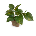 Pothos in Terracotta