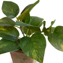 Pothos in Terracotta
