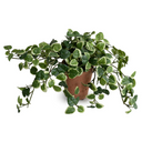 Pumila in Terracotta Tom pot