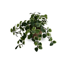 Pumila Plant in clay pot