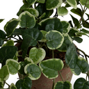 Pumila Plant in clay pot