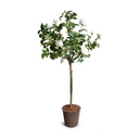 Rose Topiary