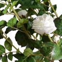 Rose Topiary