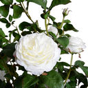 Rose Topiary