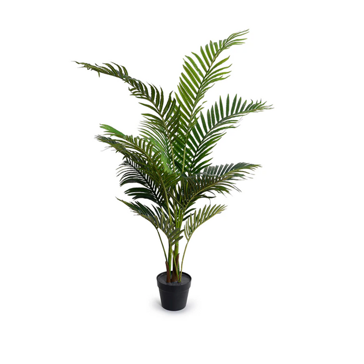 Kentia Palm Tree