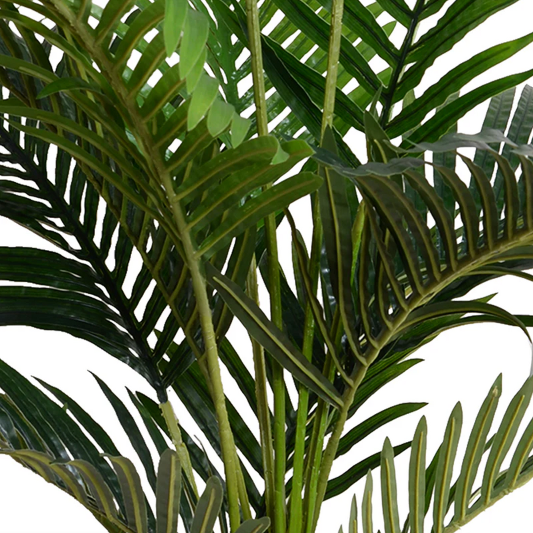 Kentia Palm Tree