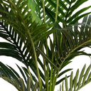 Kentia Palm Tree