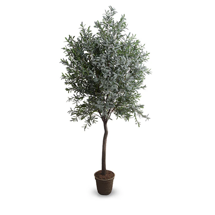 Olive Tree | Large