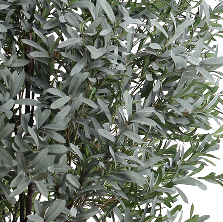 Olive Tree | Large