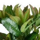 Aglaonema Branch