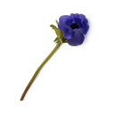 Anemone Stem