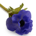 Anemone Stem