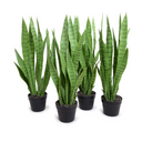 Snake Plant