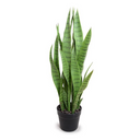 Snake Plant