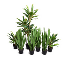 Snake Plant