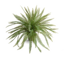 Sword Fern