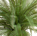 Sword Fern