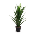 Yucca Plant
