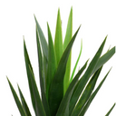 Yucca Plant