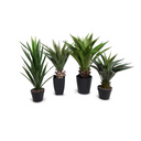 Yucca Plant