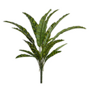 Aglaonema Branch