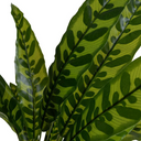 Aglaonema Branch