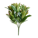 Aglaonema Branch