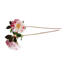 Camellia Stem