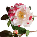 Camellia Stem