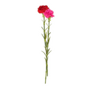 Carnation Stem