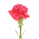 Carnation Stem