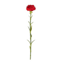 Carnation Stem