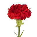 Carnation Stem
