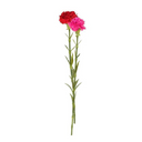 Carnation Stem
