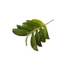 Aranda Orchid Leaf