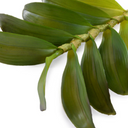 Aranda Orchid Leaf