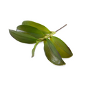 Aranda Orchid Leaf