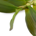 Aranda Orchid Leaf
