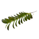 Aranda Orchid Leaf