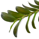 Aranda Orchid Leaf