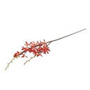 Aranda Orchid Spray
