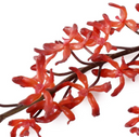 Aranda Orchid Spray