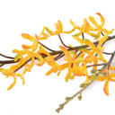 Aranda Orchid Spray