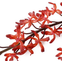 Aranda Orchid Spray