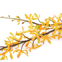 Aranda Orchid Spray