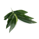Aspidistra Bush