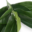 Aspidistra Bush